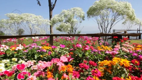 Cosmos Stock Footage 87104195