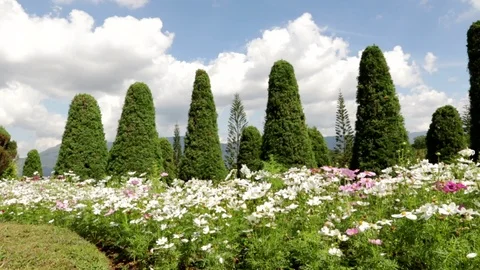 Cosmos Stock Footage 87276835