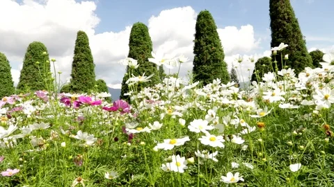 Cosmos Stock Footage 87276866