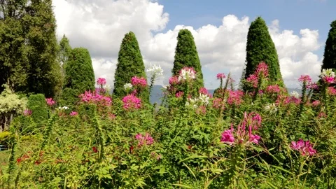 Cosmos Stock Footage 87276896