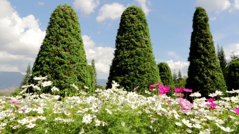 Cosmos Video stock 87276941