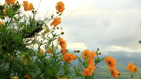 Cosmos Stock Footage 87578048