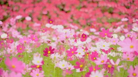 Cosmos Stock Footage 252054162