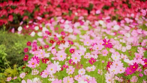 Cosmos Stock Footage 252054191