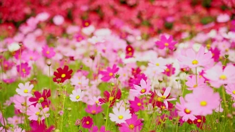 Cosmos Stock Footage 252054205