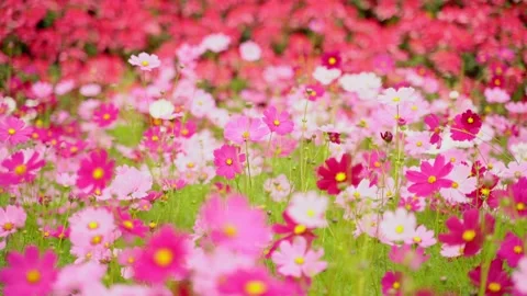 Cosmos Stock Footage 252054221