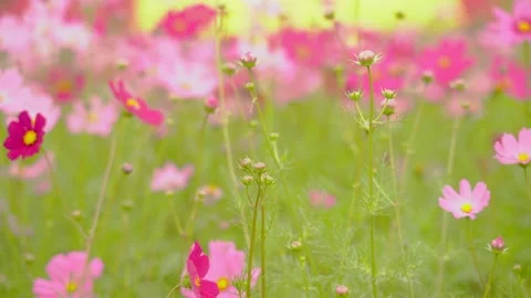 Cosmos Stock Footage 252054277