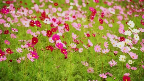 Cosmos Stock Footage 252054295