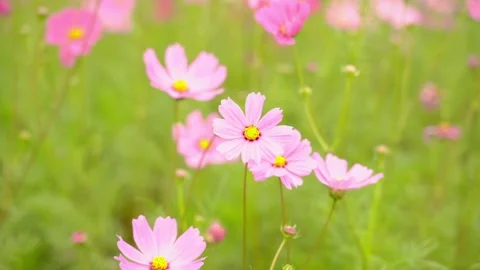 Cosmos Stock Footage 252054297