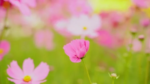 Cosmos Stock Footage 252054298