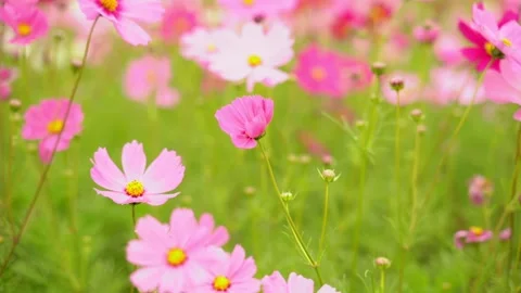 Cosmos Stock Footage 252054308