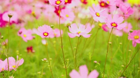 Cosmos Stock Footage 252054314