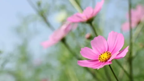 Cosmos Видео 332487591