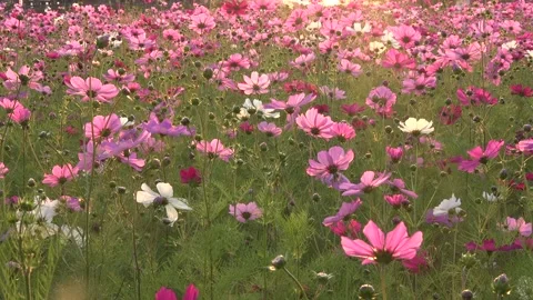 Cosmos Видео 332755800