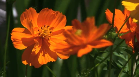 Cosmos loop Stock Footage 5296350