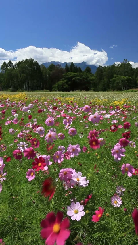 Cosmos, Ominaeshi, Buckwheat Fields, and Mount Mitake 스톡 동영상 324889366