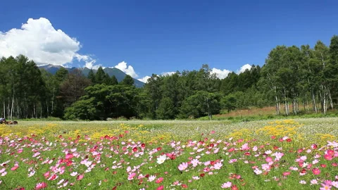 Cosmos, Ominaeshi, Buckwheat Fields, Mount Mitake, and Sightseeing Carriages Stock-Footage 324889227