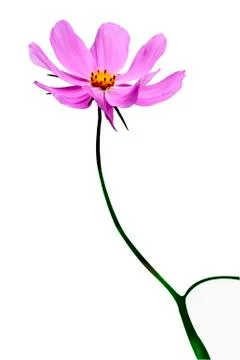 Cosmos Stock Photos