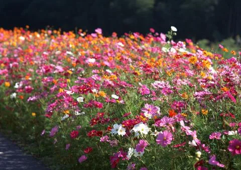 Cosmos Stock Photos