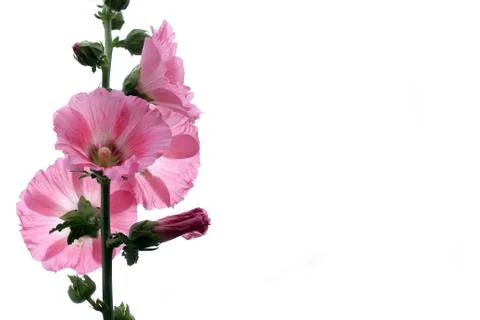Cosmos Stock Photos