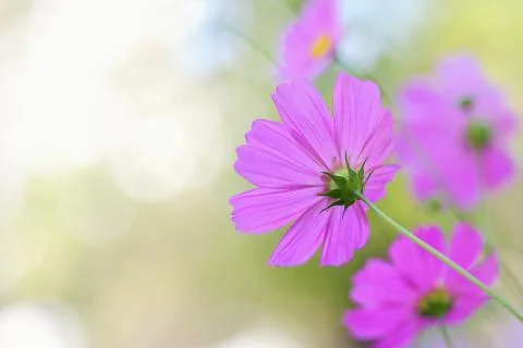 Cosmos Stock Photos
