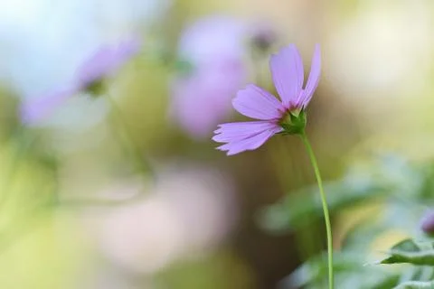 Cosmos Stock Photos
