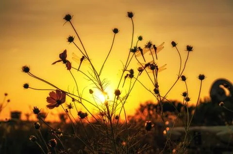 Cosmos Stock Photos