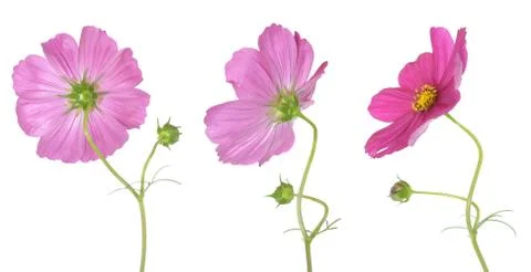 Cosmos Photos