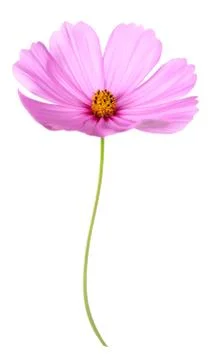 Cosmos Stock Photos