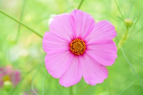 Cosmos Stock Photos