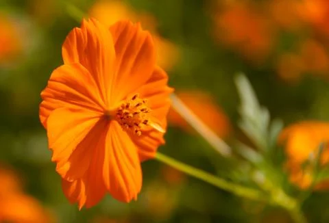 Cosmos Stock Photos