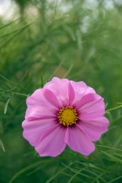 Cosmos 스톡 사진