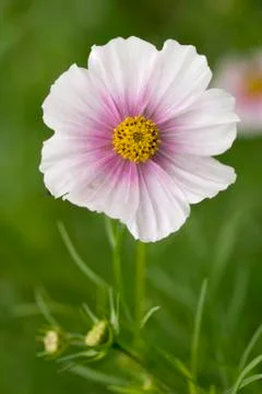 Cosmos Stock Photos