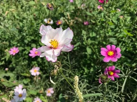 Cosmos Stock Photos