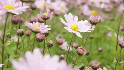 Cosmos Pink Flower Video stock 82359989