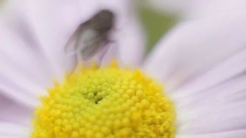 Cosmos pink flower Video stock 82365946