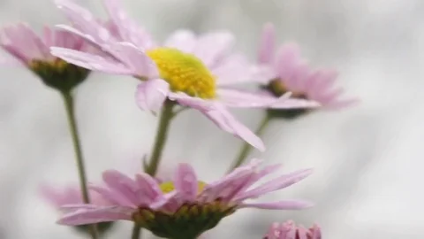 Cosmos Pink Flower Wind Video stock 82359679