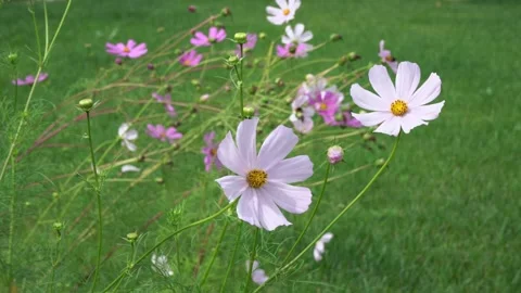 Cosmos pink flowers Stock Footage 277885412
