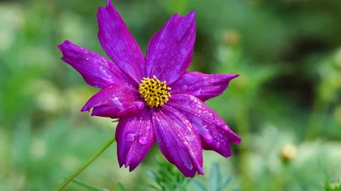 Cosmos Raindrops Stock Footage 212766499