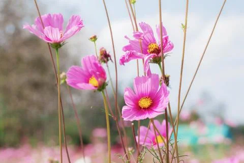 Cosmos with sky. Stock Photos
