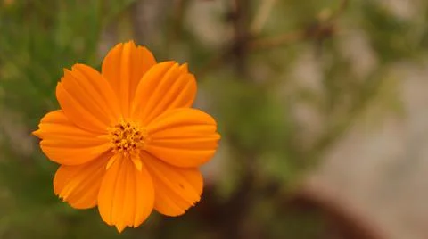 Cosmos sulphureus Stock Photos