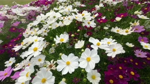 Cosmos swaying in the winter breeze Stock Footage 220465286