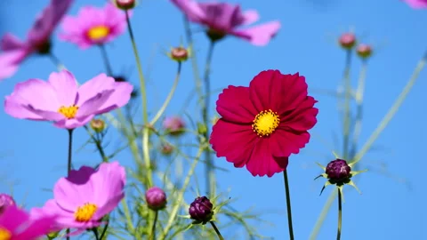 Cosmos Wildflower Stock Footage 212767184