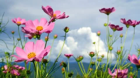 Cosmos in the wind with mountain in background. Stock Footage 11922427