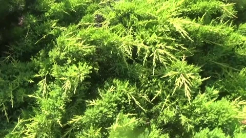 Cossack juniper, the camera shows from right to left very slowly Video stock 313218333