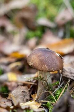 Cossack Stock Photos