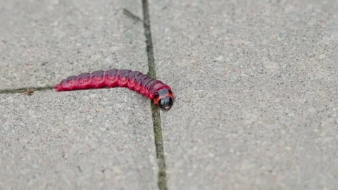 Cossus cossus caterpillar crawling along a pavement. Stock Footage 331564094