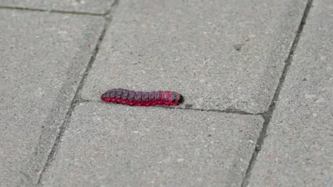 Cossus cossus caterpillar crawling along a pavement. Stockbeeldmateriaal 331564098