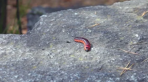 Cossus cossus Stock Footage 54236263