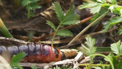 Cossus cossus Vídeos de archivo 92880254